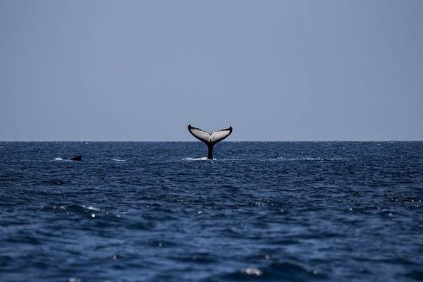 Explorer la vie marine en France avec l'écotourisme