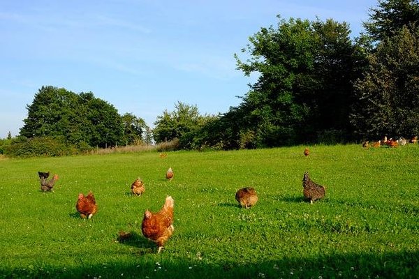 Une Expérience à la Ferme