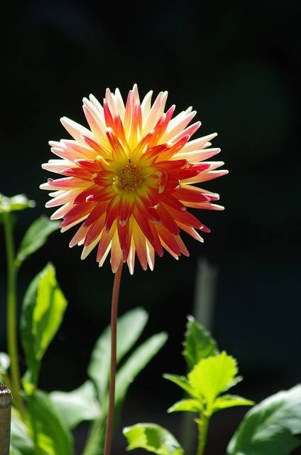 Les espèces florales remarquables et les techniques pour les protéger
